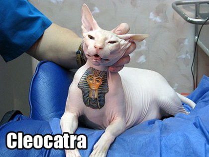 Drugged hairless cat + Tattoo artist = RSPCA
